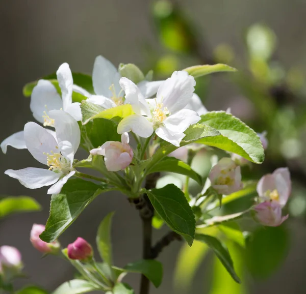 Květiny Ovocném Stromě Přírodě — Stock fotografie