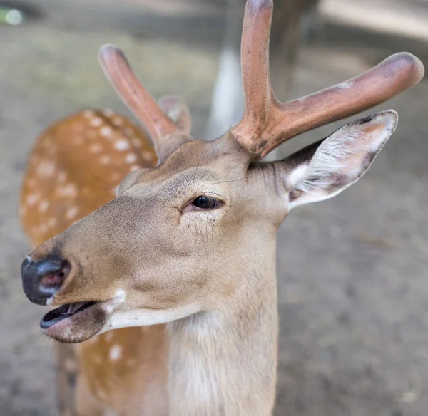 動物園での美しい鹿のクローズアップ — ストック写真
