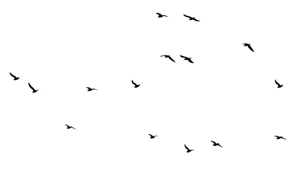 Beyaz Arka Planda Bir Kuş Sürüsü — Stok fotoğraf