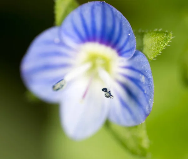 Hermosa Flor Azul Naturaleza Parque Naturaleza —  Fotos de Stock