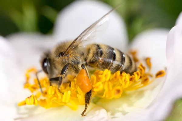 蜜蜂在花朵上 在大自然的公园里 — 图库照片