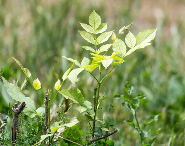 Close Van Groene Bladeren Aan Boom Natuur — Stockfoto