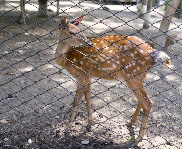 動物園のフェンスの後ろに美しい鹿のクローズアップショット — ストック写真