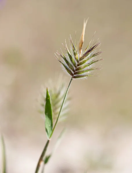 Hierba Verde Con Orejas Naturaleza Parque Naturaleza —  Fotos de Stock