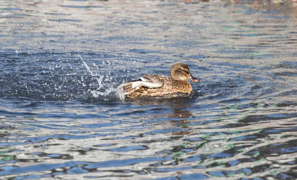 自然界の湖でカモが — ストック写真