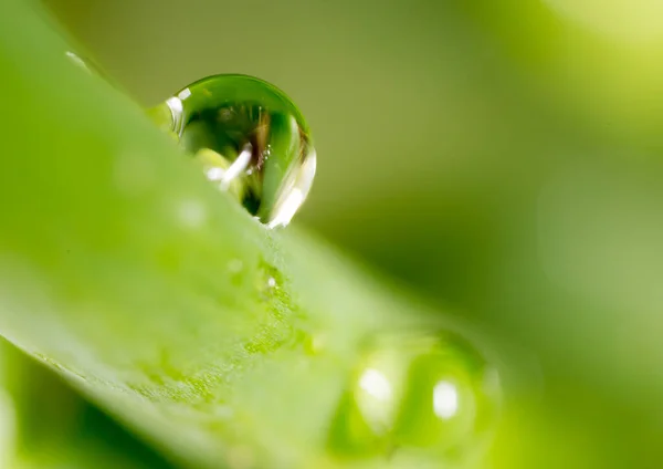 Wasser Tropft Auf Frisches Grün Supermakro — Stockfoto