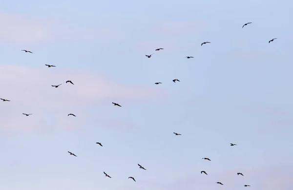 Gökyüzünde Bir Kuş Sürüsü — Stok fotoğraf