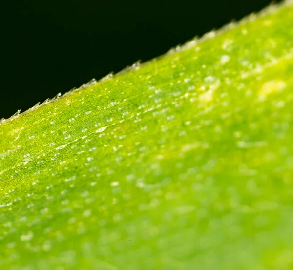 Grönt Löv Som Bakgrund Makro Parken Naturen — Stockfoto