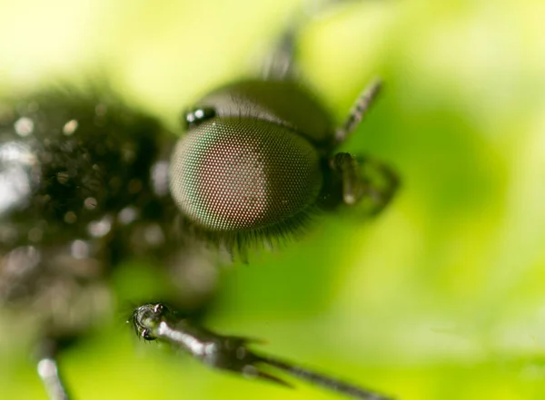 Escarabajo Sobre Hierba Verde Macro Parque Naturaleza — Foto de Stock