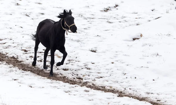 Cavallo Sulla Natura Inverno Nel Parco Nella Natura — Foto Stock
