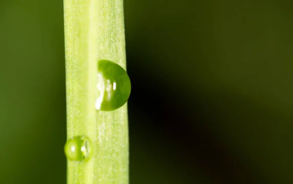 Gotas Agua Brote Verde Fresco Super Macro —  Fotos de Stock