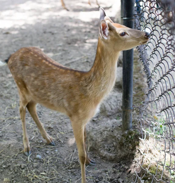 Close Van Een Prachtig Hert Dierentuin — Stockfoto