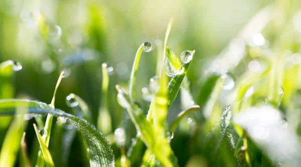 Close Shot Drops Dew Green Grass — Stock Photo, Image