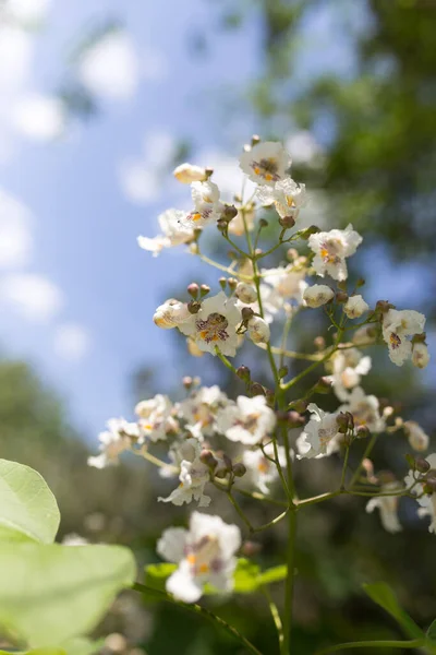 Vita Blommor Trädet Naturen — Stockfoto