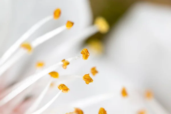 Żółty Pyłek Białym Kwiatku Makro — Zdjęcie stockowe