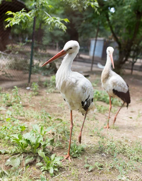 Zwei Schöne Weißstörche Zoo — Stockfoto