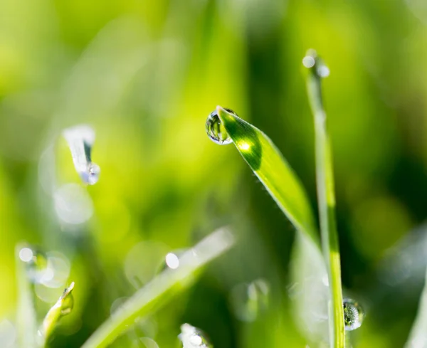 Крупним Планом Знімок Крапель Роси Зеленій Траві — стокове фото