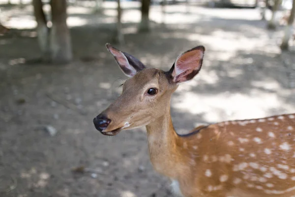 動物園での美しい鹿のクローズアップ — ストック写真