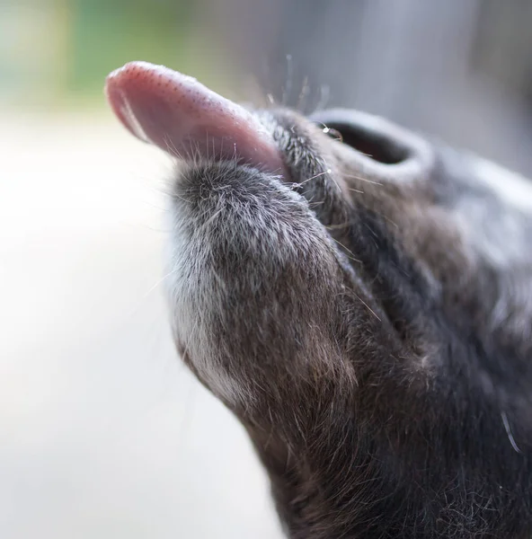 Goat Showing Tongue Nature Park Nature — Stock Photo, Image