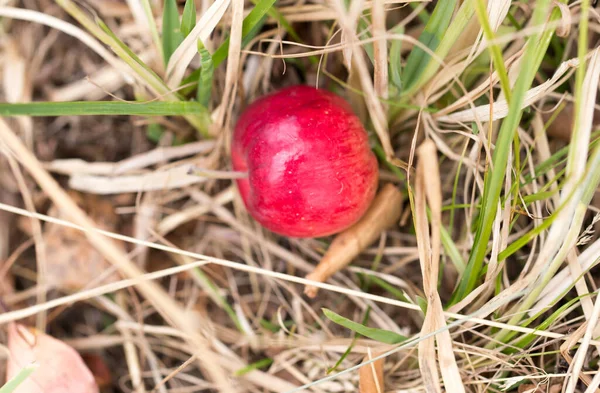 Äpfel Auf Dem Boden Der Natur Park Der Natur — Stockfoto