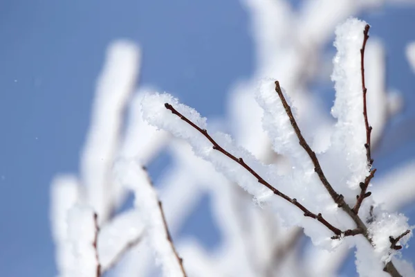Gren Ett Träd Snön Mot Den Blå Himlen — Stockfoto