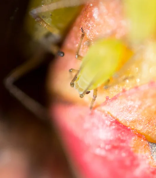 自然界中红叶上的绿色蚜虫 — 图库照片
