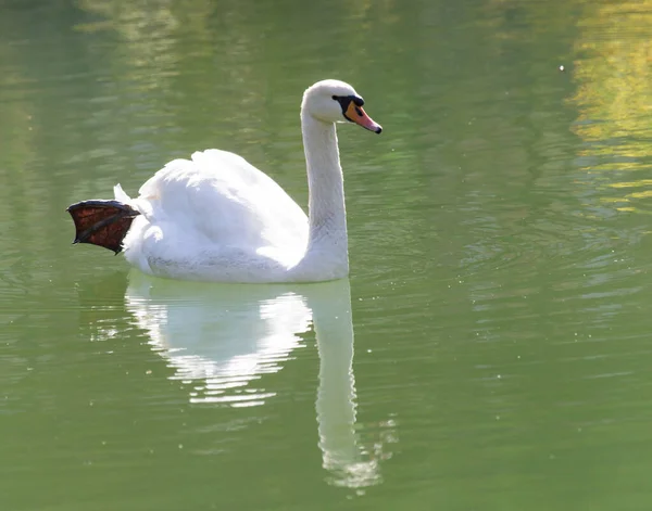 Bílá Labuť Jezeře Parku Přírodě — Stock fotografie