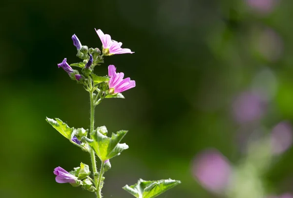 Beautiful Purple Flower Nature Park Nature — Stock Photo, Image