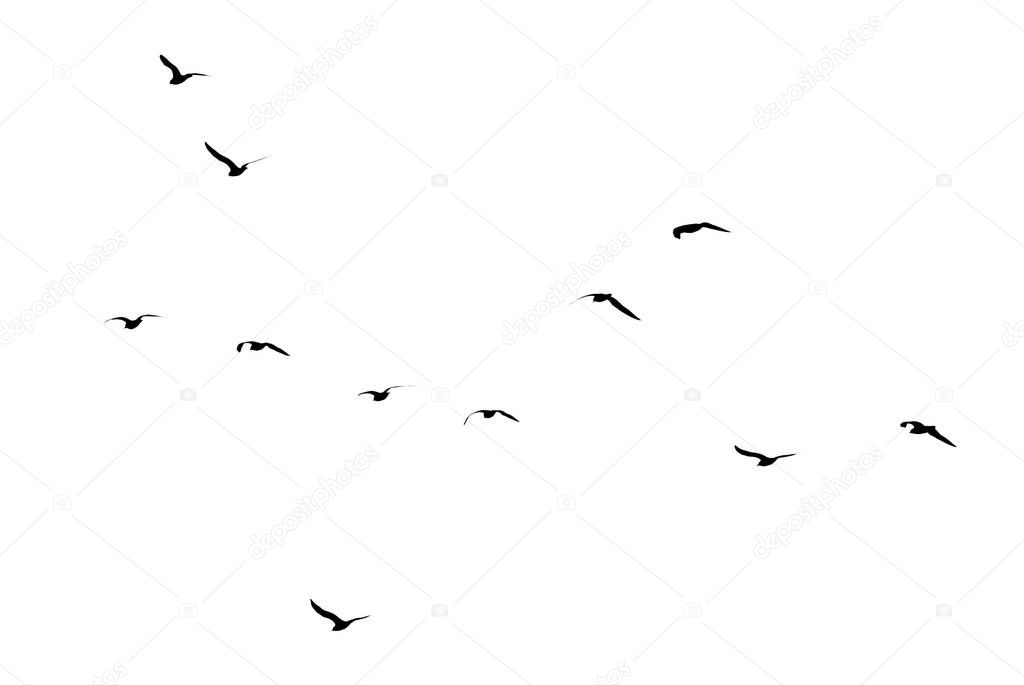 silhouettes of a flock of birds on a white background .