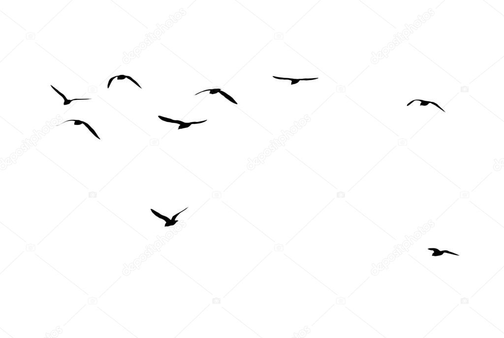 a flock of birds on a white background .