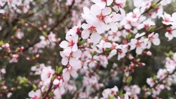 Nahaufnahme Von Blühenden Aprikosenblüten Baum Frühling — Stockvideo