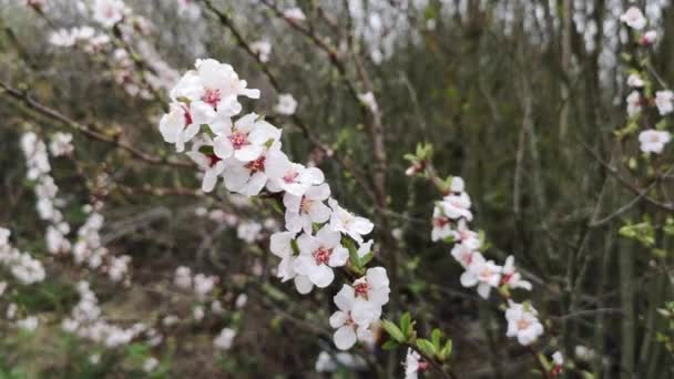 Крупным Планом Съемка Цветущих Абрикосовых Цветов Дереве Весной — стоковое видео