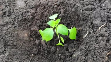 Siyah topraktaki yeşil bitkinin yakın çekim görüntüleri.
