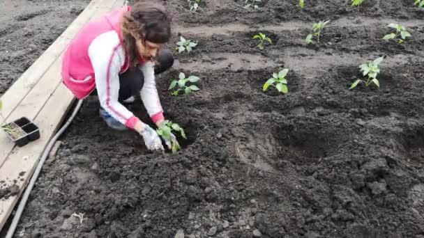 Footage Young Woman Working Garden Spring — Stock Video