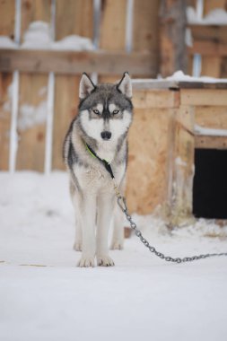 gri kurt bir leash üzerinde 
