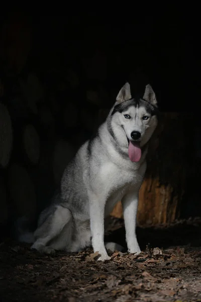 縦に座ってシベリアン ハスキー — ストック写真