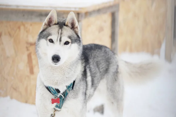 สีเทา ไซบีเรีย husky — ภาพถ่ายสต็อก