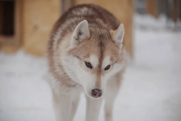 Triest roodharige Huskies — Stockfoto