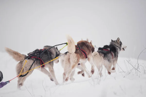 Malamute zaprzęg psów rasy — Zdjęcie stockowe