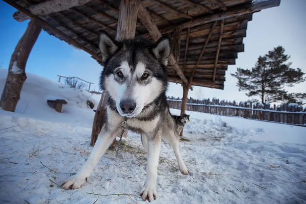Сибирский хаски — стоковое фото