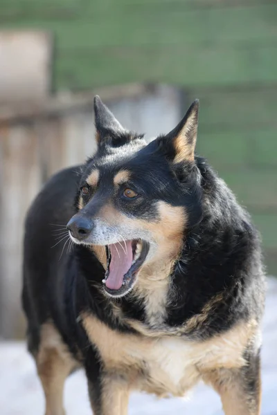O cão boceja — Fotografia de Stock