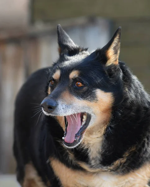 Köpek yawns — Stok fotoğraf