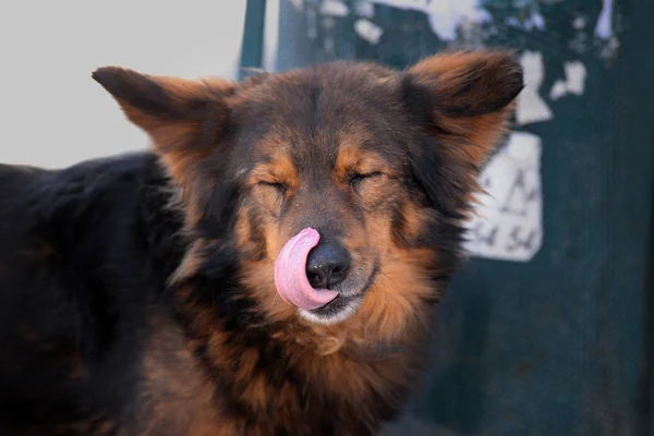 赤犬を舐めています。 — ストック写真
