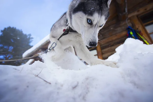 Обиженная собака сибирской породы хаски — стоковое фото