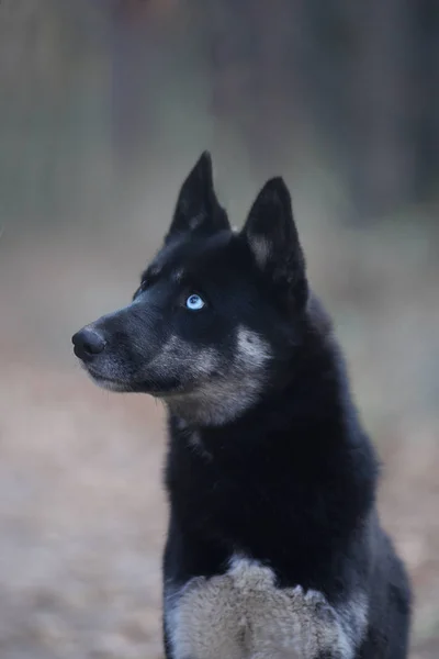 Pes černý husky — Stock fotografie