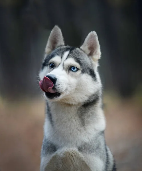 蓝眼睛的狗的肖像 — 图库照片