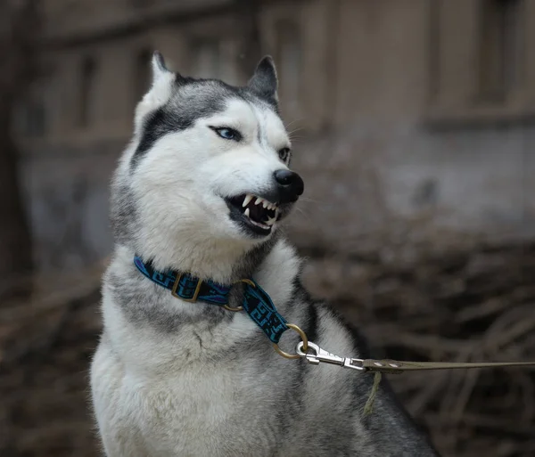 El perro rechina los dientes — Foto de Stock