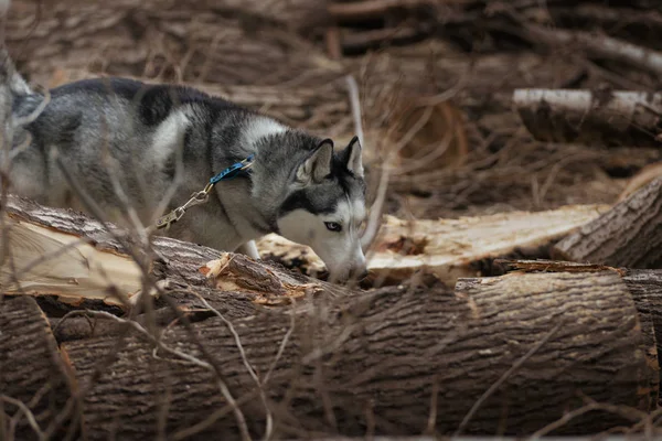 Boyutlanmış ağaçları arasında Husky solucanlar — Stok fotoğraf