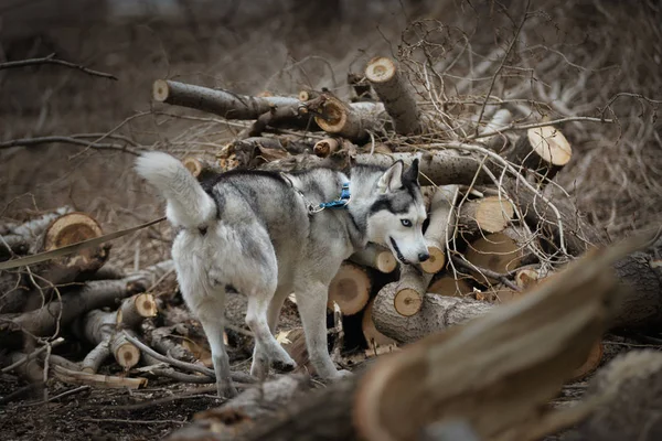 Gusanos Husky entre los árboles aserrados — Foto de Stock