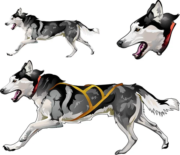 Running sled dog of Siberian Husky breed — Stock Vector